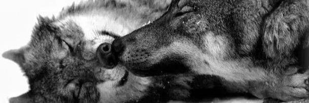 rulo_marquez's profile banner image