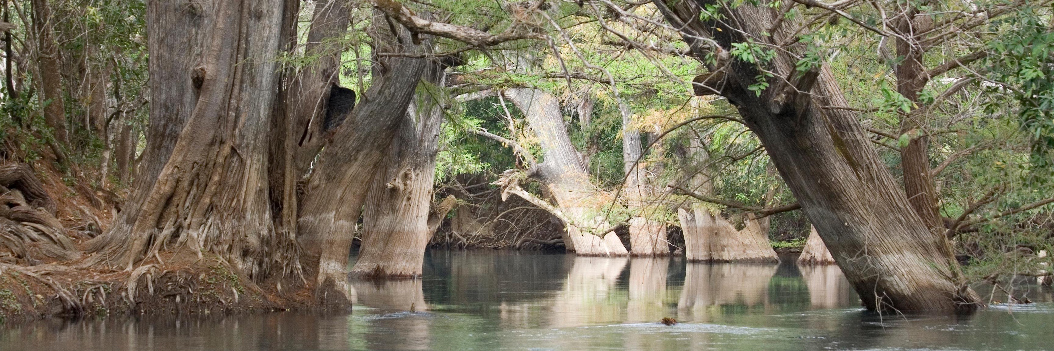 M. D. Therrell banner