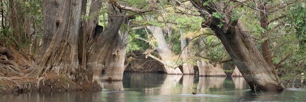 Dendrodoc Profile Banner