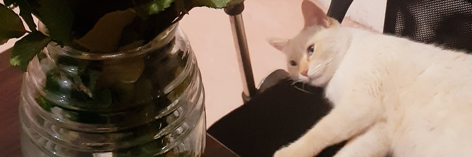 CatofPorcelain's profile banner image
