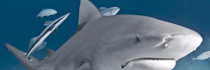 sharks_saving's profile banner image