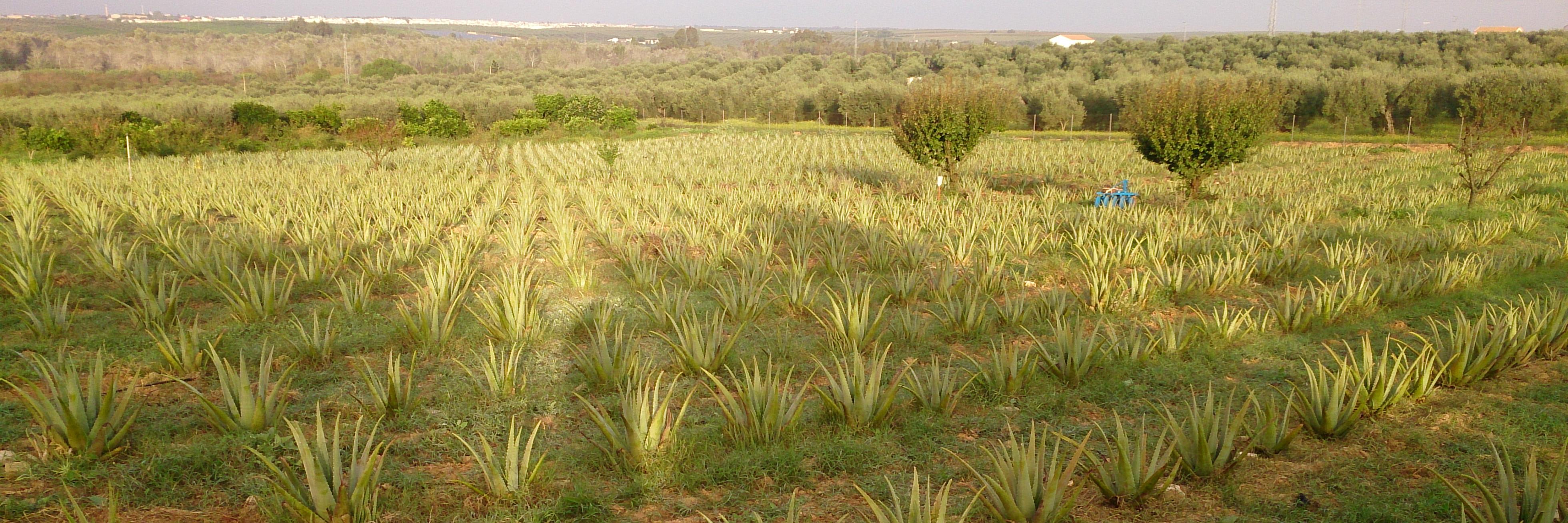 AloeVeraSpain's profile banner image