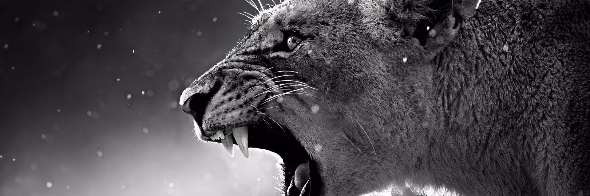 marco_csar's profile banner image