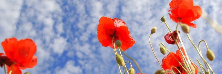 _SOYLAPILI's profile banner image