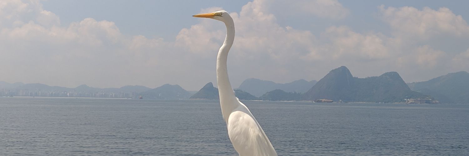 binigouveia's profile banner image
