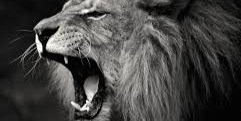 codycartel's profile banner image
