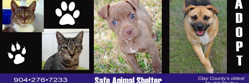 SafeAnimalShelter banner