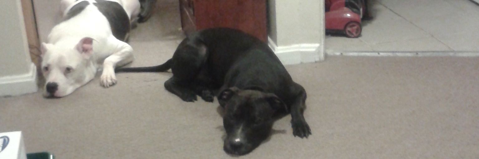 shw2dogs's profile banner image