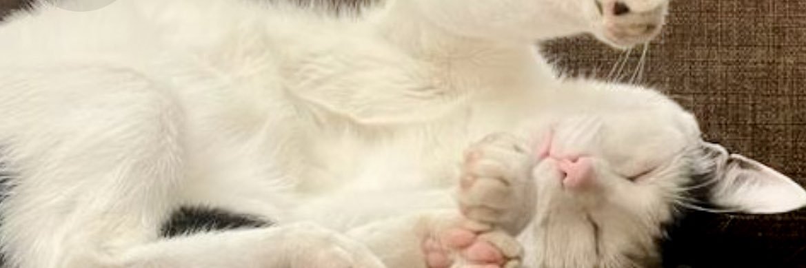 catitabd's profile banner image