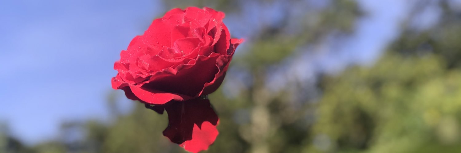 dirocpa's profile banner image