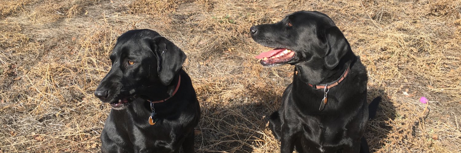 Murph Van Vorst 🇺🇸🇺🇦🌻☮️ banner