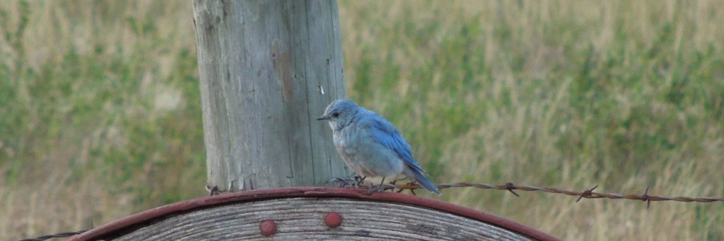 Migratorybird's profile banner image