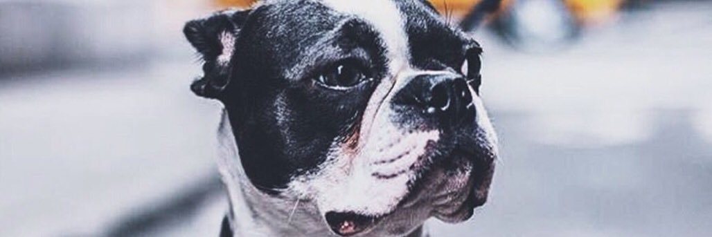DabbieKang's profile banner image