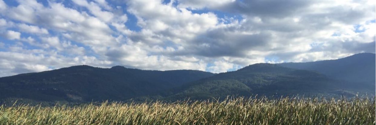 busecakan's profile banner image
