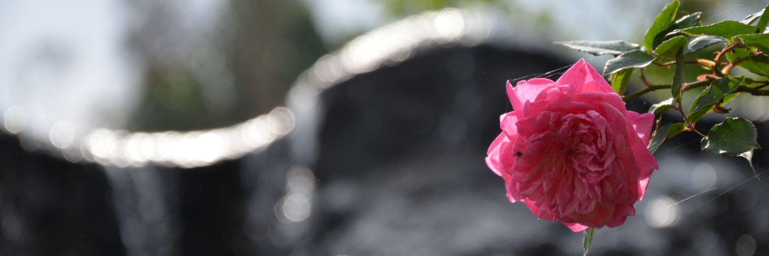 paulrosadi's profile banner image