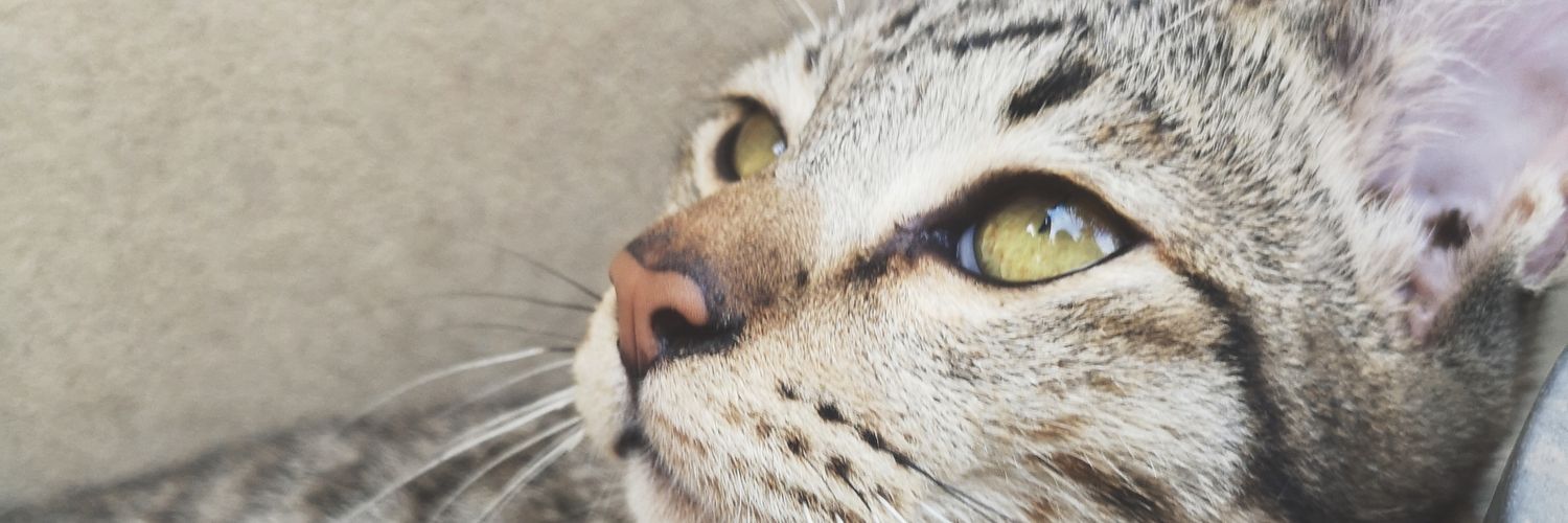 chatsd_l's profile banner image