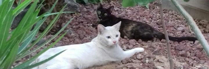 JoseQuihui's profile banner image