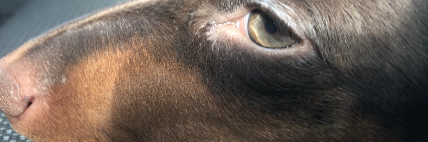 thoootpocket's profile banner image
