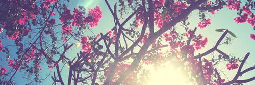 AvrilUwU's profile banner image