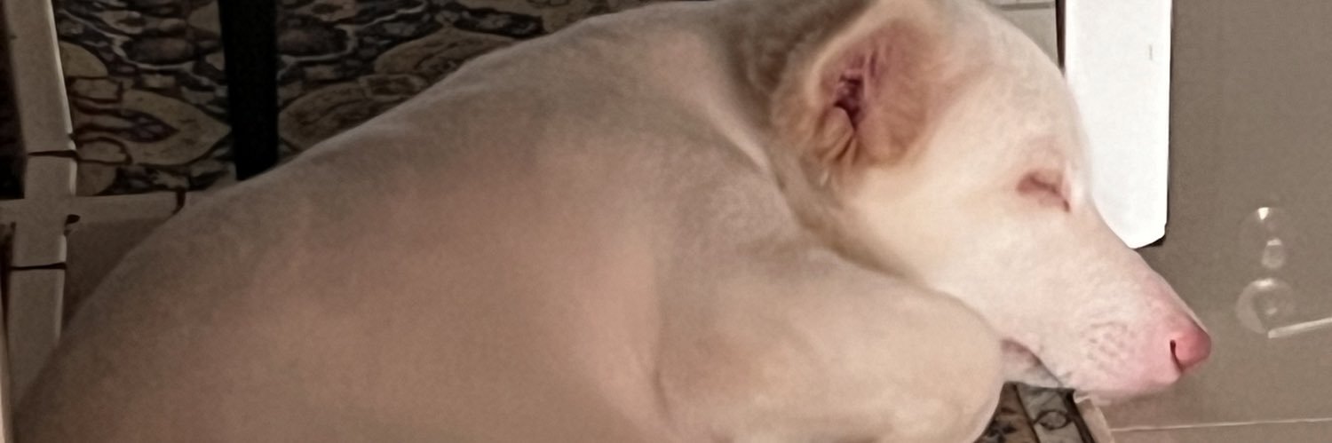 nikgnzls's profile banner image