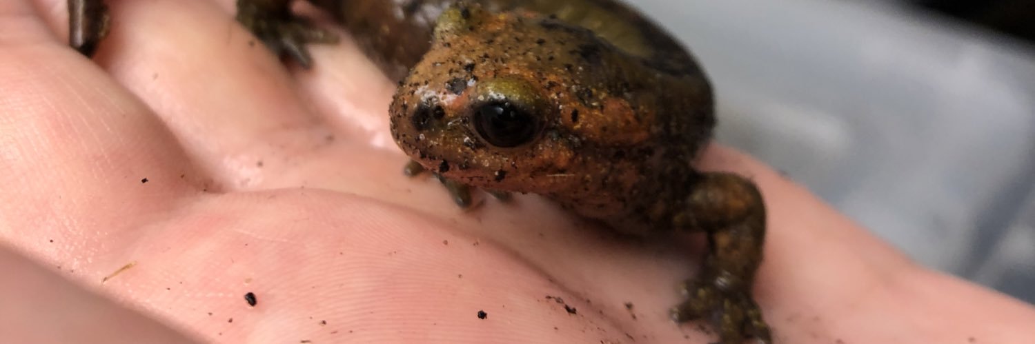 Nic Strowbridge banner