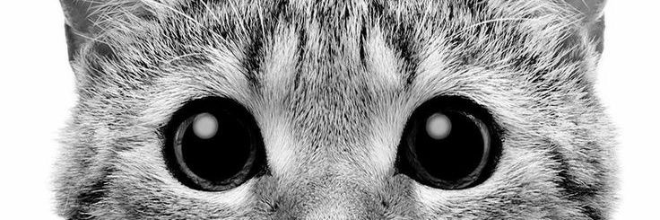 Obsidiannn44's profile banner image