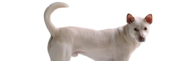 ribeetperogamer Profile Banner