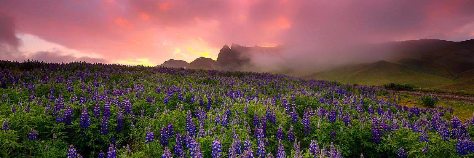 ✨Zanitha Zahra✨ banner