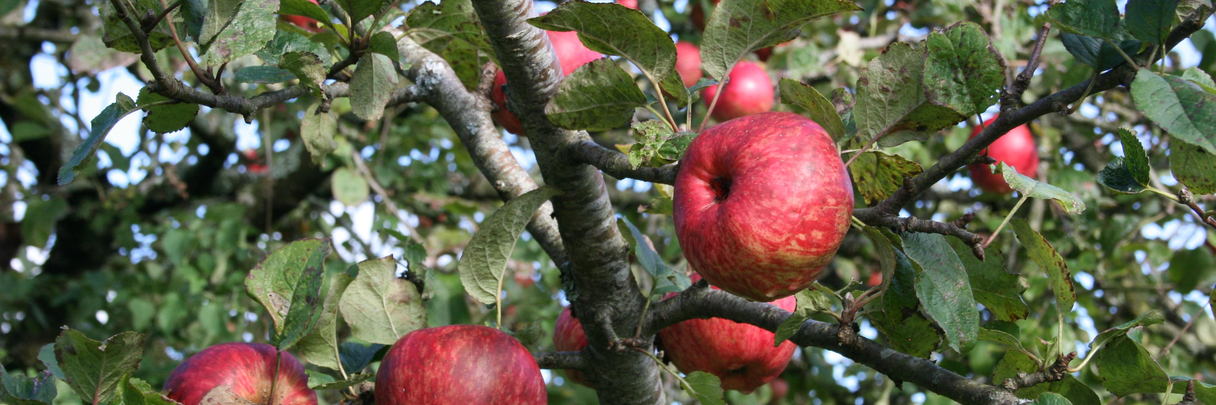 hayefarmcider's profile banner image