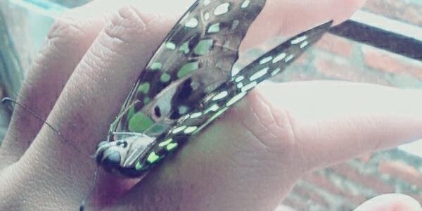 dinata__'s profile banner image
