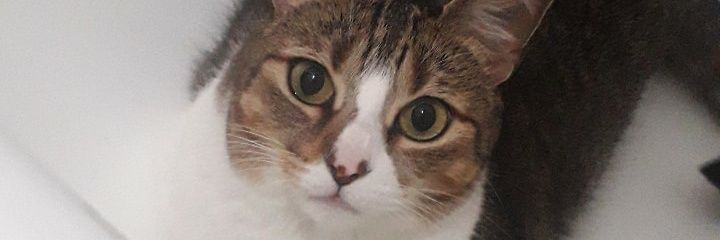 taboadasolange's profile banner image