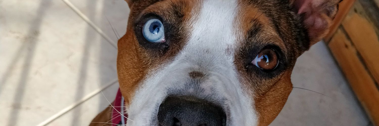 ILovePaperino's profile banner image