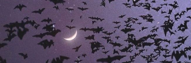 nessarenee__'s profile banner image