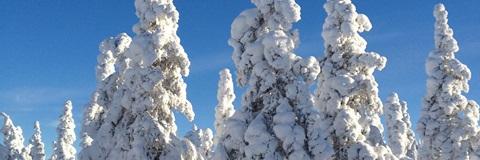 eija_salonen's profile banner image