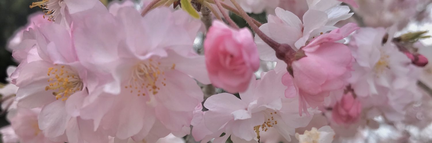 yoshitarw's profile banner image