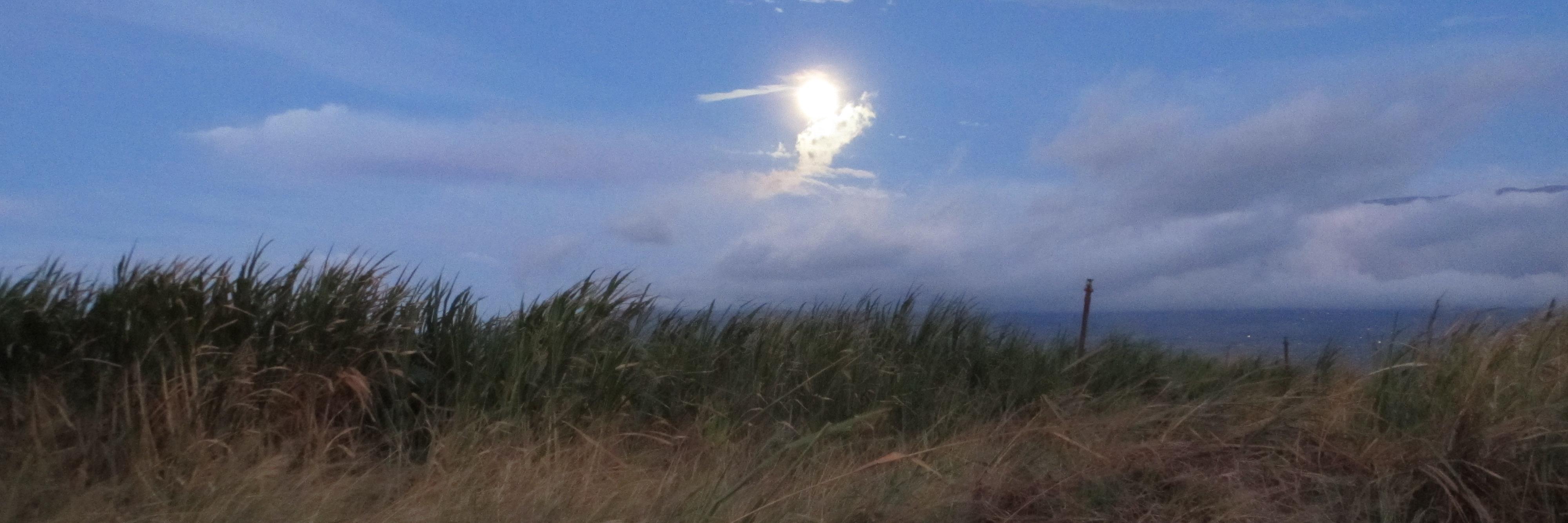 catsicle's profile banner image