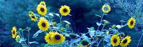 Iam_php's profile banner image