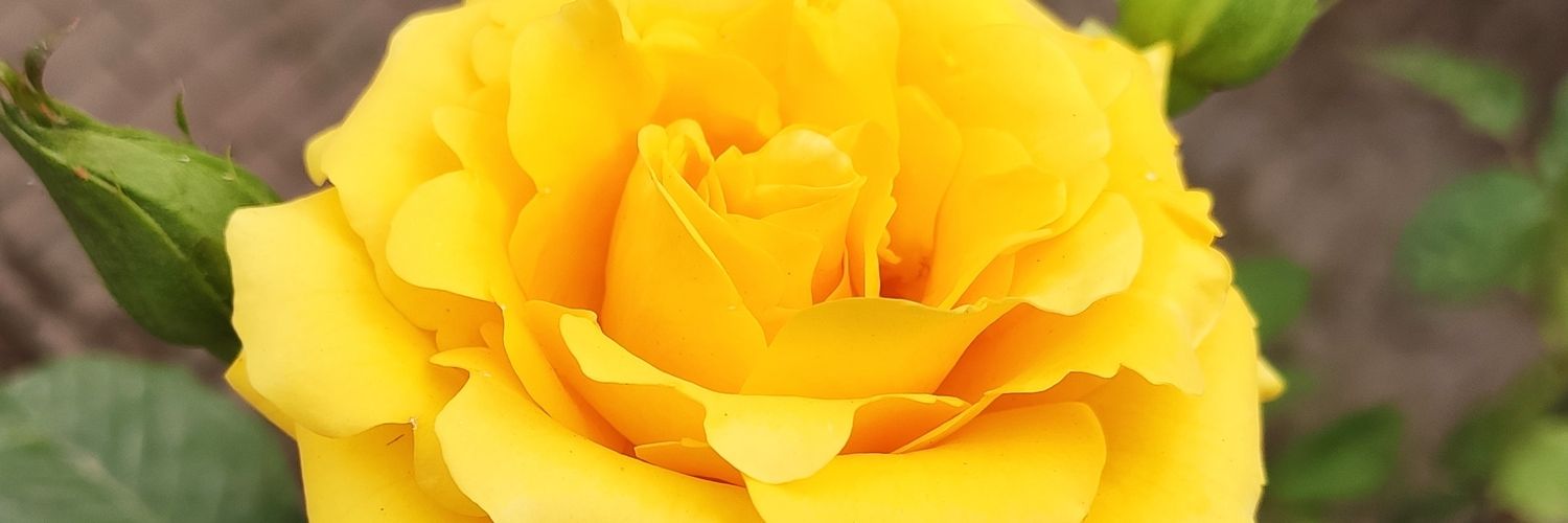 malik_ankur's profile banner image