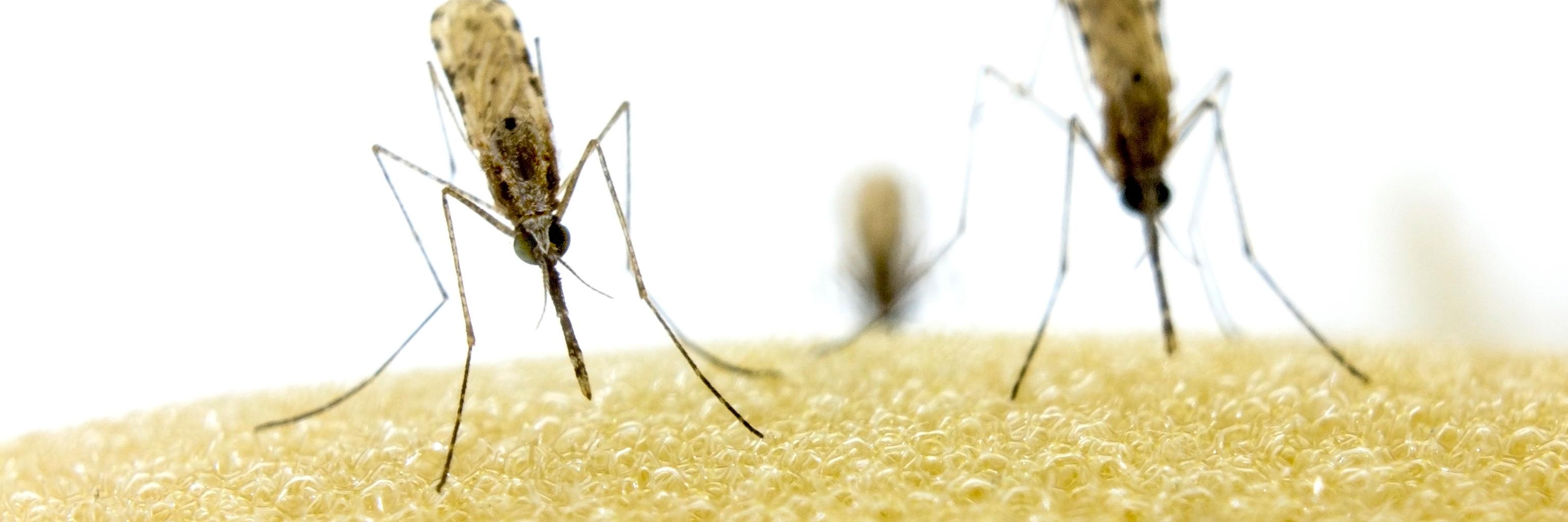 The Reece Lab banner