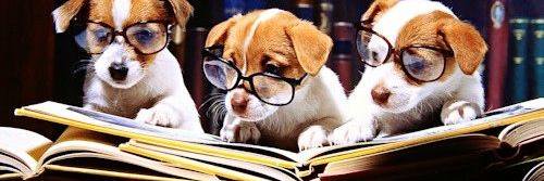 DartHighLibrary's profile banner image