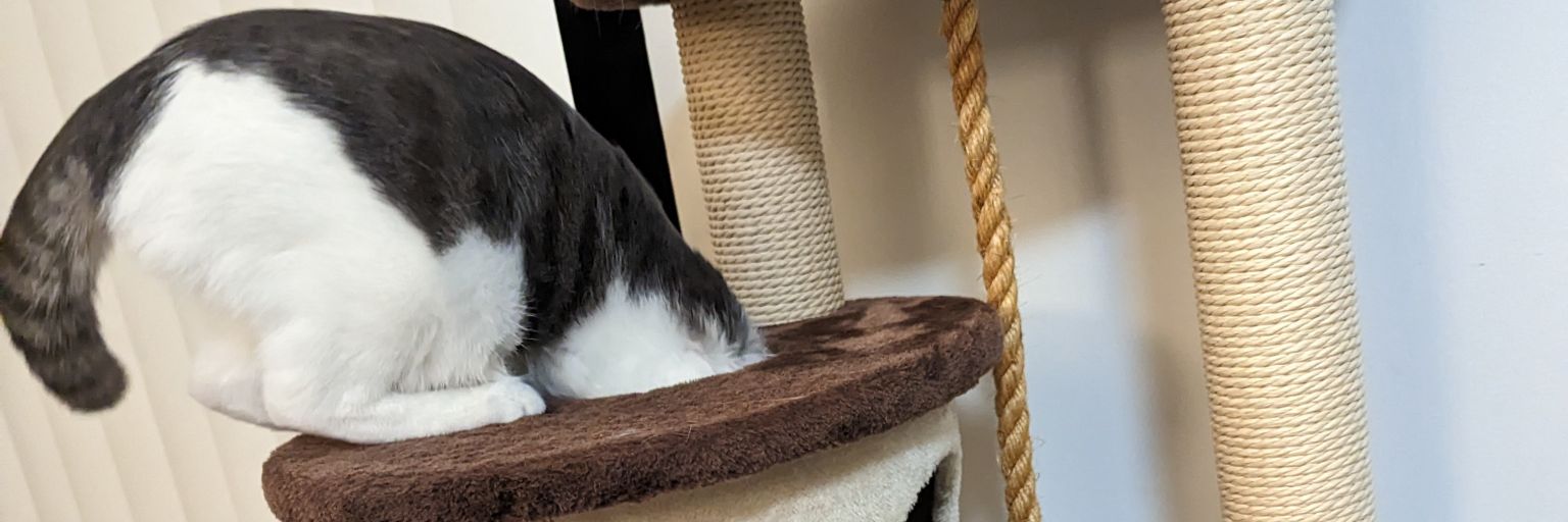 Pot_Bunny_'s profile banner image