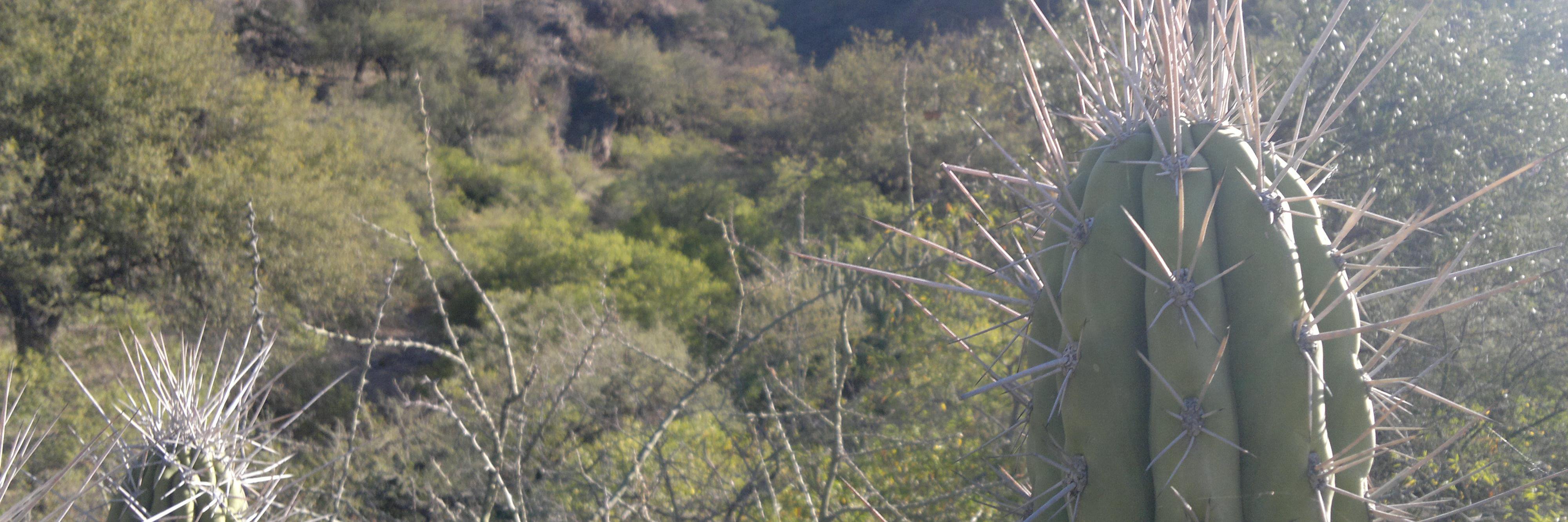 MatoBarro's profile banner image