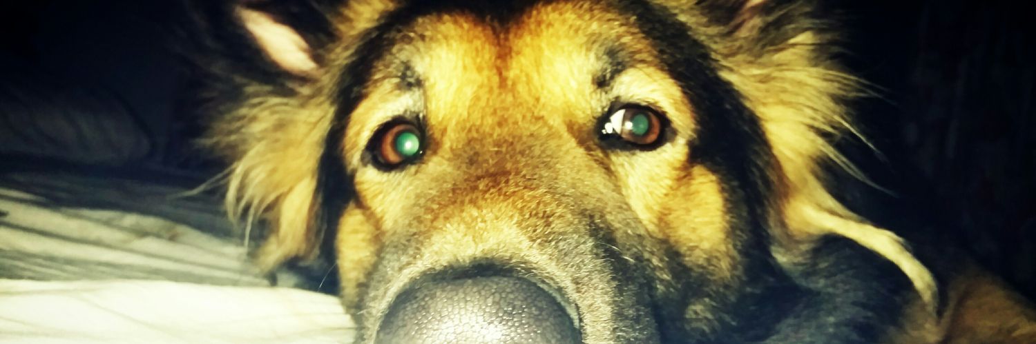 Yashwardhan singh raghuwanshi🇮🇳 banner