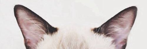 JannahSofea's profile banner image