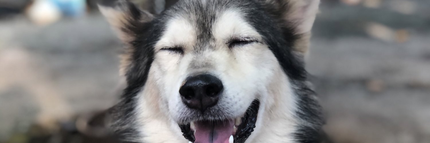 paedrazip's profile banner image