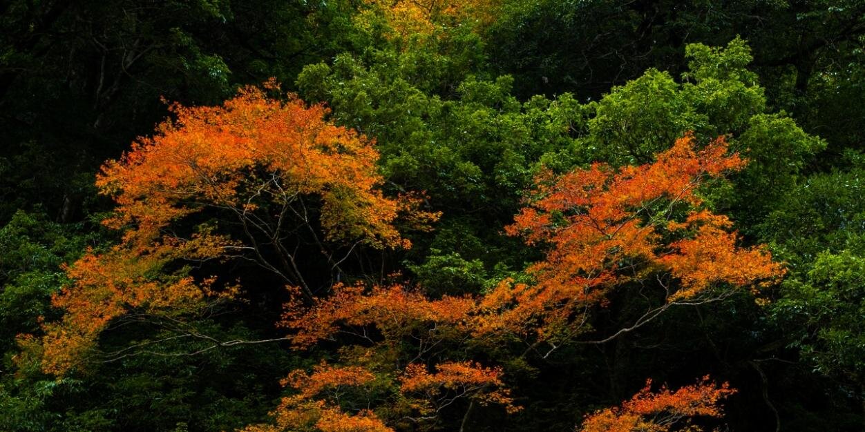 Gloria Arbonès banner