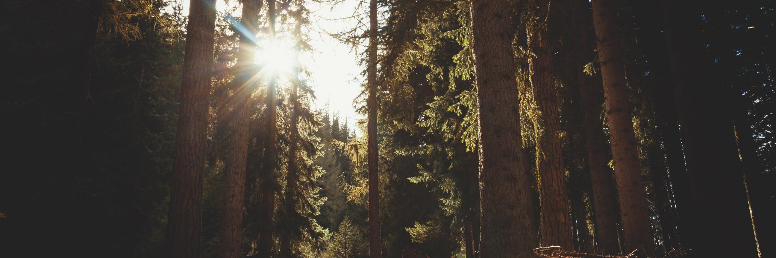 PaliRetreat's profile banner image