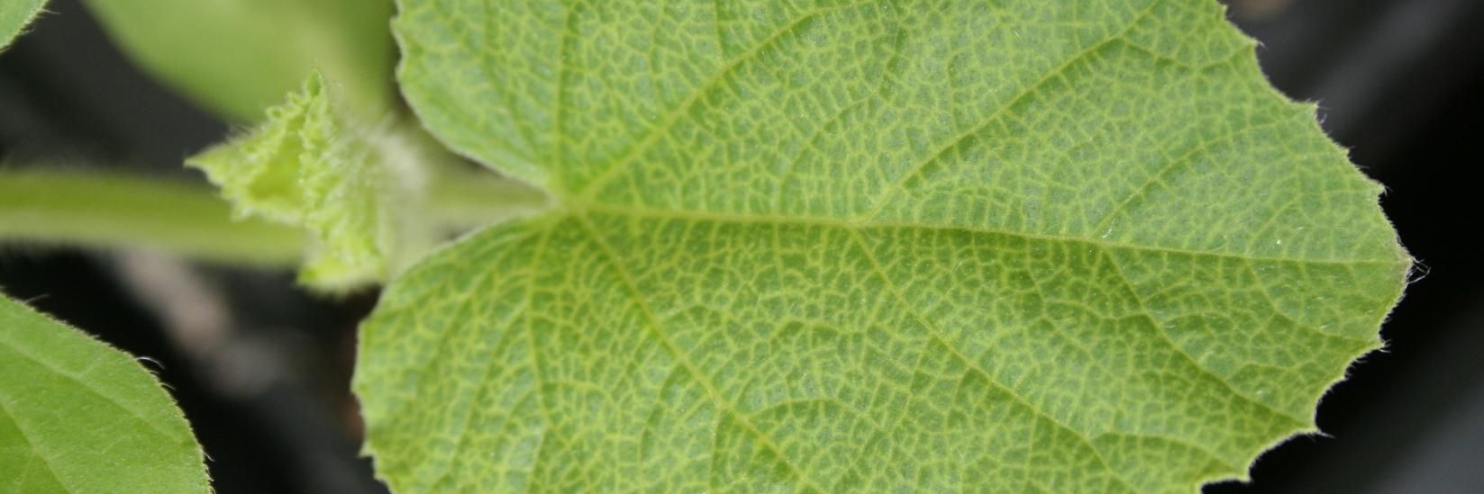 Miguel A. Aranda banner