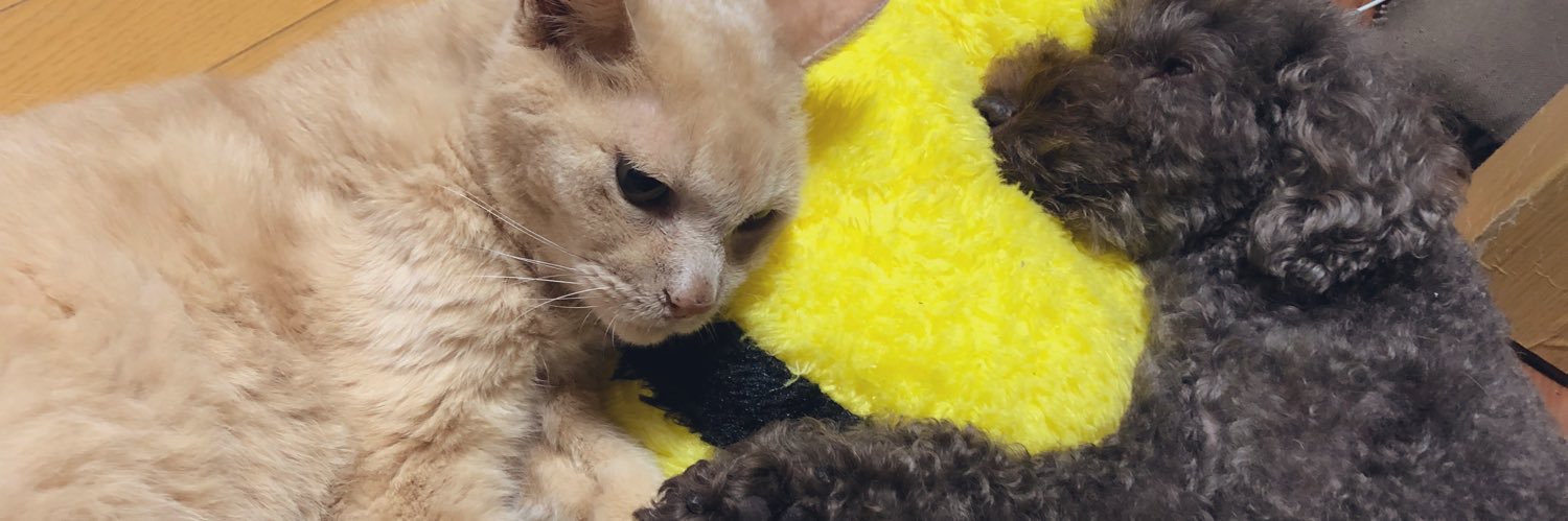 あみ 武道館10・6 banner