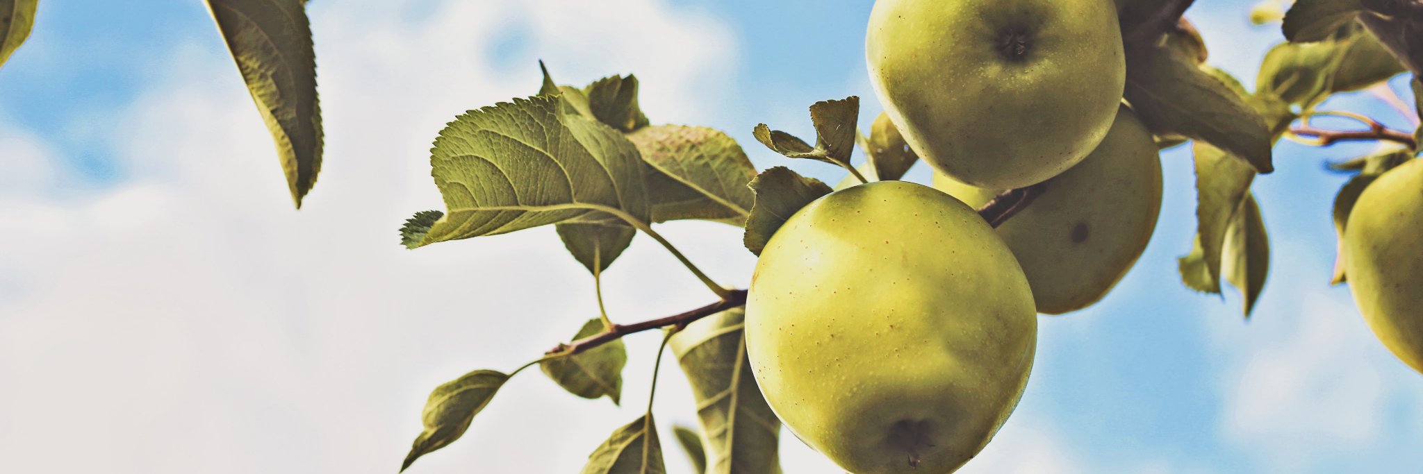 Minneapolis Cider Co banner